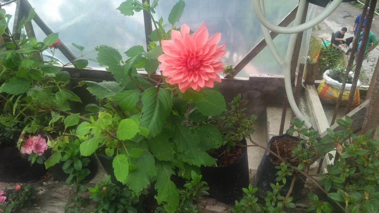 Shalom Inn Home Stay Darjeeling  Extérieur photo