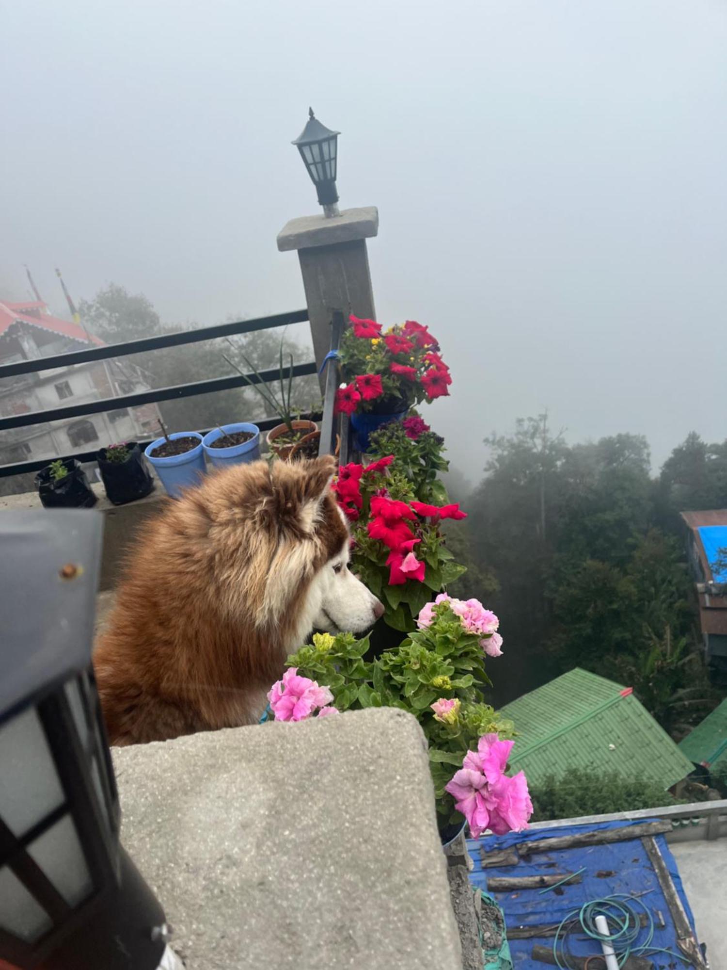 Shalom Inn Home Stay Darjeeling  Extérieur photo